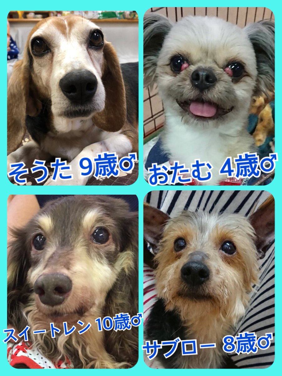 🐾今日の里親様募集中ワンコ🐶メンバーです🐾2019,5,5